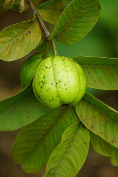 istock guava fruit on a tree in the garden 2151105789