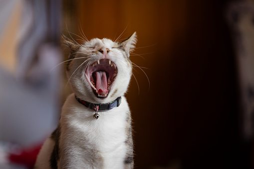 Domestic cat is yawning in living room at home.