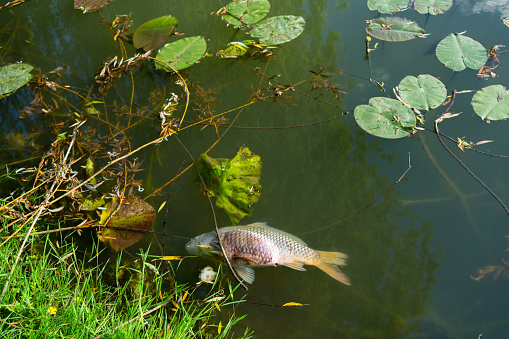 Dead fish in a pond with a water lilies