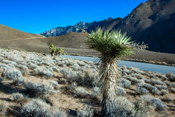 Joshua tree, palm tree yucca (Yucca brevifolia), thickets of yucca and other drought-resistant plants on the slopes of the Sierra Nevada mountains, California, USA