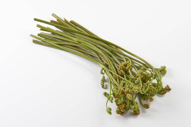 istock Warabi, a Japanese wild vegetable, on a white background 2151107152