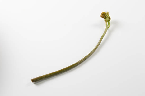 Close-up of a young palm with spirally curved leaves. Creative layout made of new green palm leaf. Make using as natural green plants and ecology backdrop. Nature background