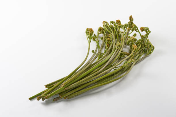 istock Warabi, a Japanese wild vegetable, on a white background 2151107246