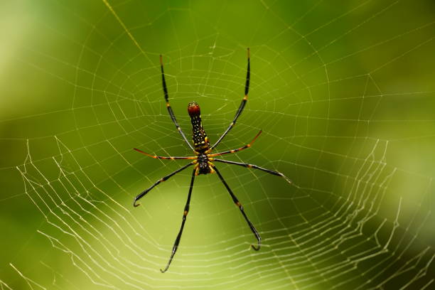 istock Close-up of Nephila pilipes spider 2151107716
