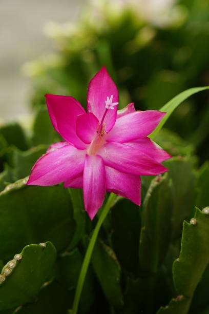 istock Close-up of Schlumbergera truncata flower 2151108103