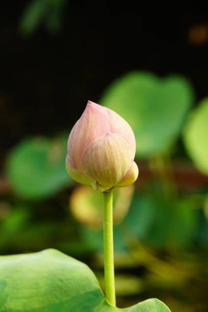 Close-up of blooming lotus