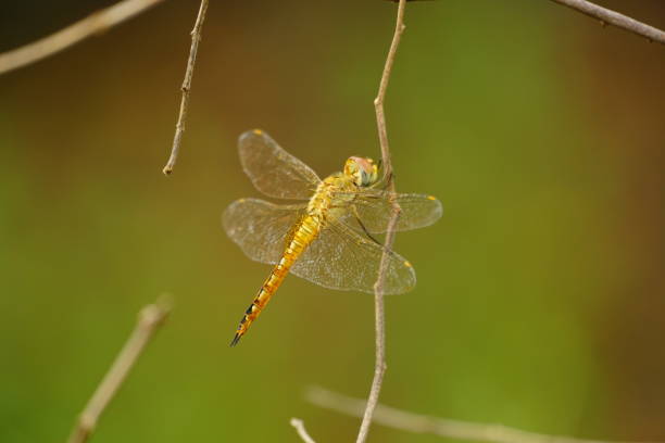 Close-up of a dragonfly sitting on a tree