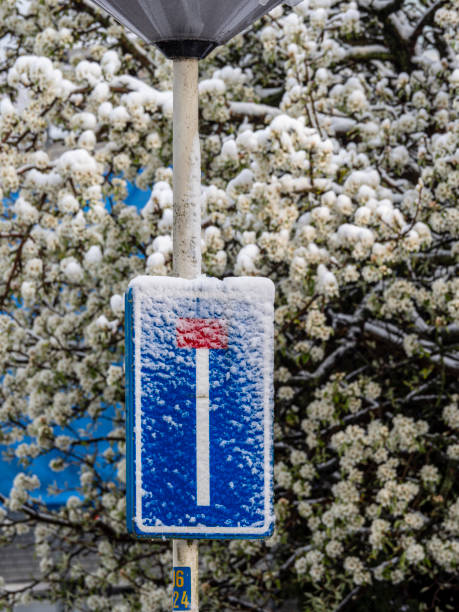 A street sign covered in snow stands next to a tree in the cold April weather at Zoetermeer, the Netherlands.