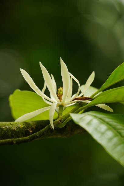 istock Close-up of Magnolia champaca flowers 2151109216