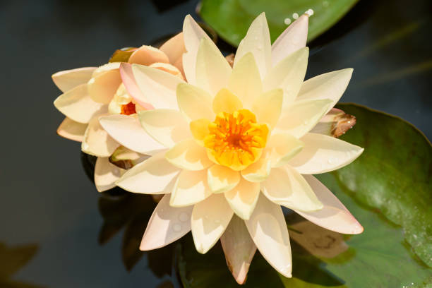 istock Orange water lily flower in the pond 2151109920