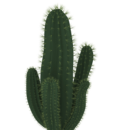 Cactus Plants isolated on white background. 3D render