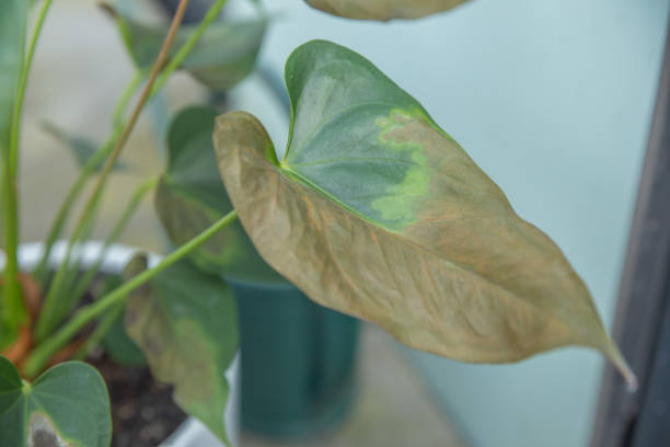 istock A flamingo flower having brown spot disease 2151110944