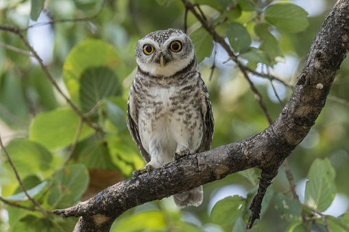 Portrait of the adorable Spotted Owlet Athene brama against green vegetation background