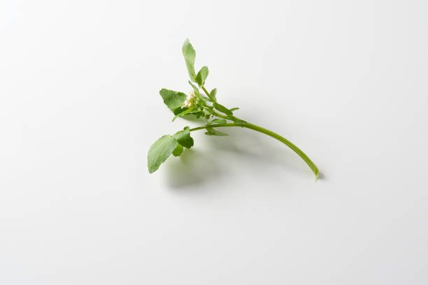 Watercress with flowers on white background