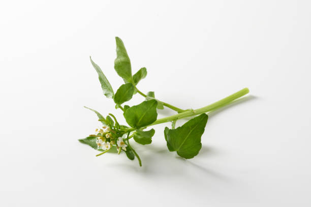 istock Watercress with flowers on white background 2151111758