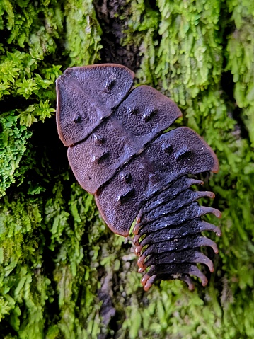A trilobite beetle crawls along a log covered in moss.