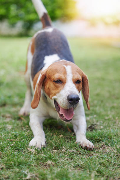 istock Playful beagle dog in green garden 2151117689