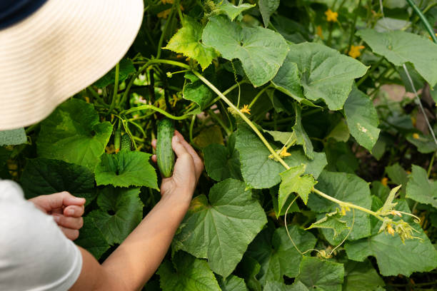 istock A hand picks a cucumber. Harvesting. Good harvest, Fertilizer. 2151117952