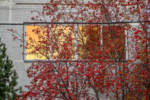 Tree with red rowan berries against the background of golden windows, sunset colors, autumn in the city. Beauty in nature