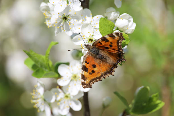 bright red butterfly on sakura flowers in dew drops