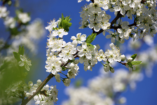 White flowers and young green leaves on a branch