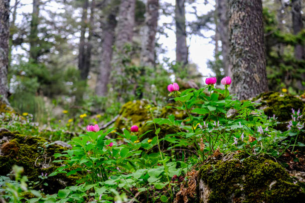 Mediterranean region. Turkish peony flower. It is an indigenous species that grows only in this region, Antalya. There are many in the forest.