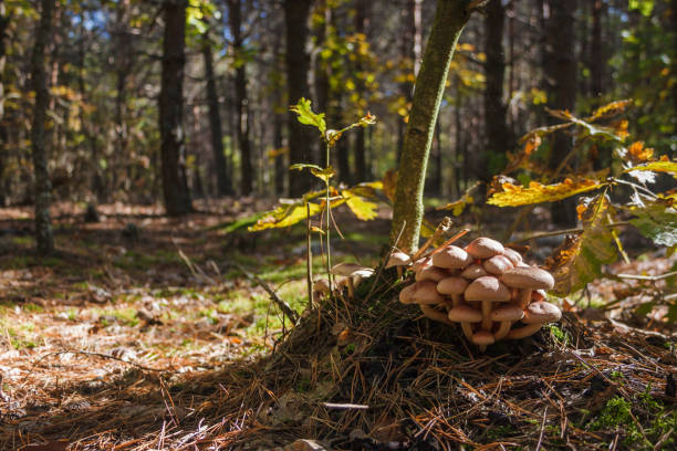 Inedible mushrooms on stump. Beautiful wild mushroom in the autumn forest