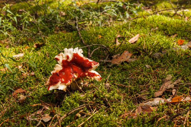 Russula rosea in a coniferous forest