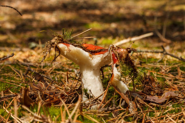 istock Mushroom Russula rosea 2151124776