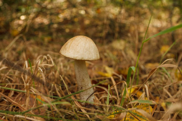Edible mushroom brown cap boletus (Leccinum scabrum)