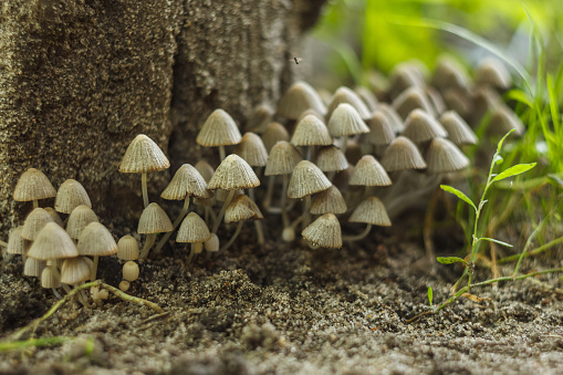 Colony of small mushrooms on thin legs (Coprinellus disseminatus). Close up. Small depth of field