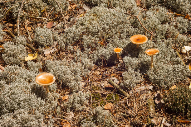 Wild mushrooms with orange hats grow in the midst of gray moss