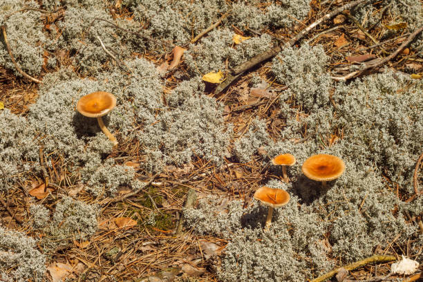 Wild mushrooms with orange hats grow in the midst of gray moss