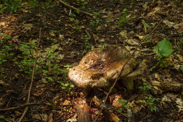 Two wild mushrooms in the dark forest. Small depth of field