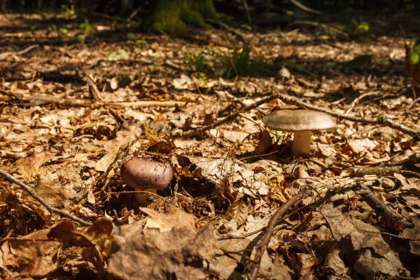 Mushroom (Russula cyanoxantha) commonly known as the charcoal burner