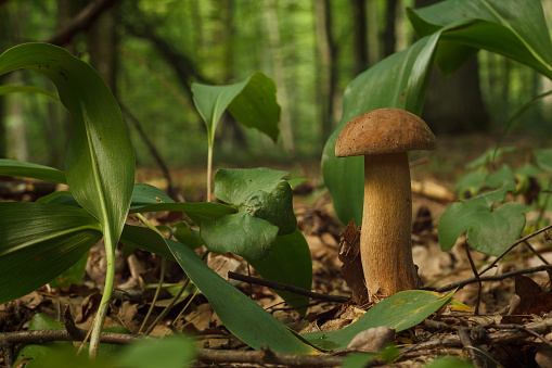White mushroom in the dark forest. (Boletus edulis)
