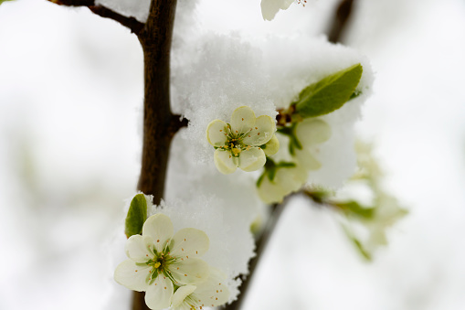 Val Manez in Italy. Flower on apple tree covered by snow