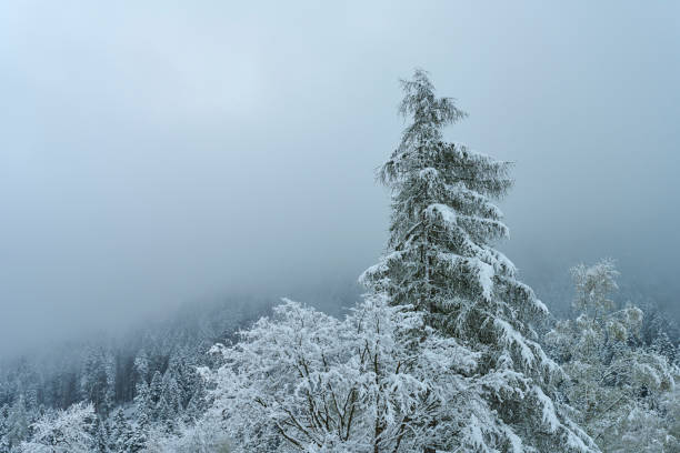 Val Manez in Italy. Snow in April on the mountain. Snow lies heavily on the branches.