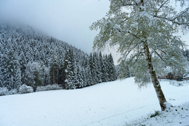 Val Manez in Italy. Snow in April on the mountain. Snow lies heavily on the branches.