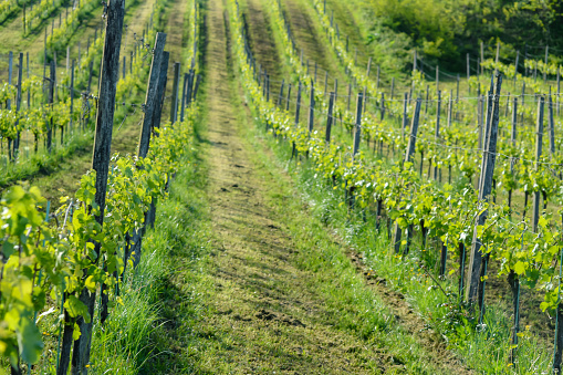 Vines in spring in Béarn in France.