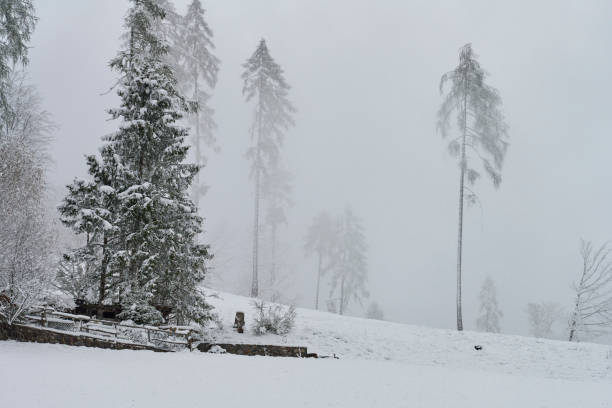 A single tree visible in the mist, during sunrise on a cold winter day where snow has fallen.