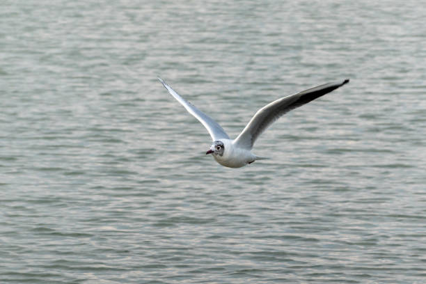 istock Seagull flying on beautiful blue sky above the sea 2151126756