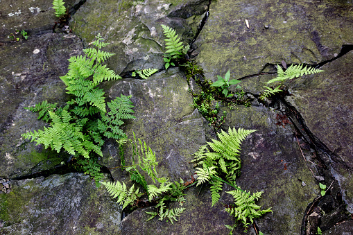 Natural fern grows on rock