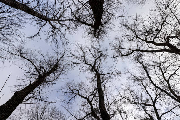 istock maple trees without foliage in the winter season in the forest 2151127645