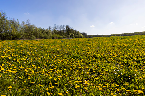 blooming yellow dandelions in the green grass, a field with dandelions in spring