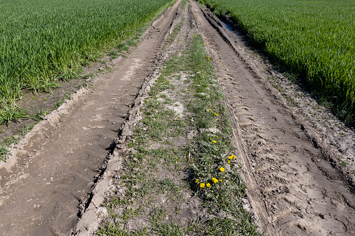 a road in a field with green wheat, ruts on the road for agricultural transport to work in the field