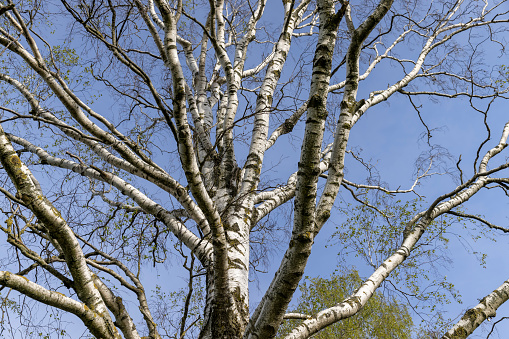 tall birches against the blue sky in spring, cloudy weather and birch trees with young foliage