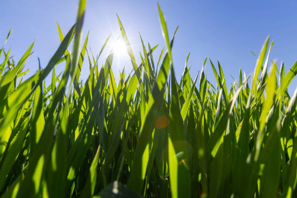 istock young wheat in the soil, wheat harvest 2151127885