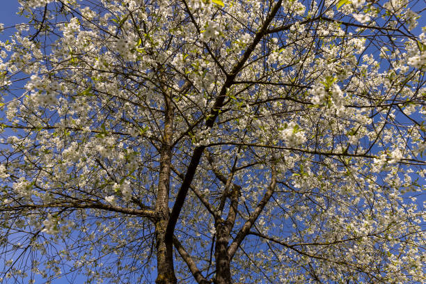 istock white flowers on cherry trees in the orchard 2151127896