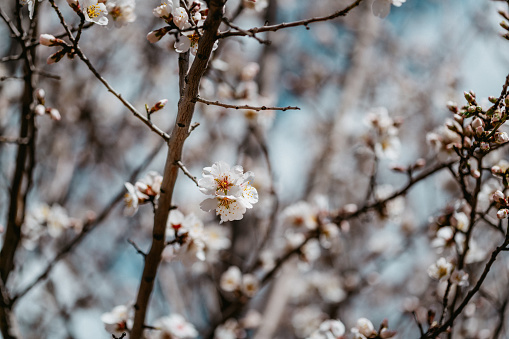 Beautiful flowers of blooming cherry tree at spring season